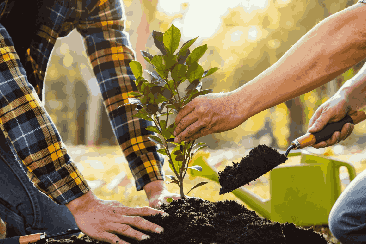 People planting a tree